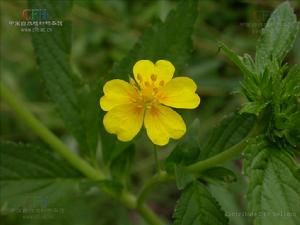 狼牙委陵菜 狼牙委陵菜