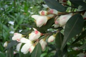 披針萼連蕊茶 披針萼連蕊茶