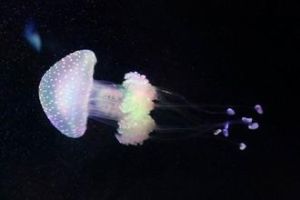 根口水母目 根口水母目