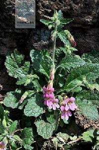 湖北地黃[湖北地黃]