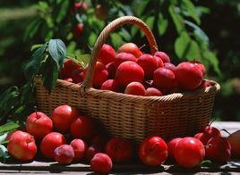 安哥諾李 安哥諾李