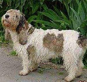 大型旺代長捲毛矮腿獵犬 大型旺代長捲毛矮腿獵犬