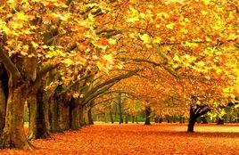 素商[漢語辭彙]