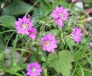 大花深紅龍膽 大花深紅龍膽