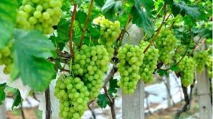 中科院武漢植物園基地 中科院武漢植物園基地