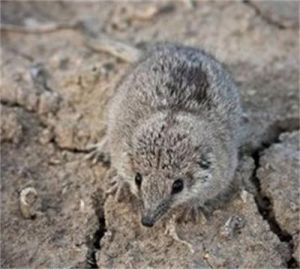 侏袋鼬屬 侏袋鼬屬