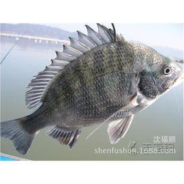 黑加吉魚 黑加吉魚