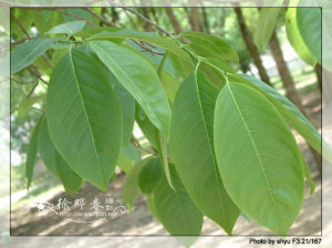 嘉賜樹屬 嘉賜樹屬
