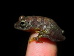 桑庫魯葦蛙 桑庫魯葦蛙