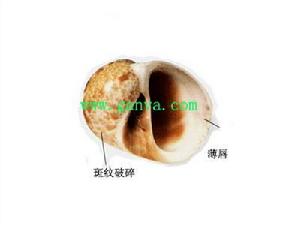 歐洲斑玉螺 歐洲斑玉螺