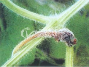 瓠瓜灰霉病 瓠瓜灰霉病