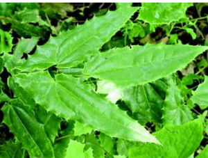 竹山淫羊藿 竹山淫羊藿