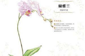 花之繪 38種花的色鉛筆圖繪 花之繪 38種花的色鉛筆圖繪