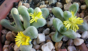 石竹亞綱 石竹亞綱