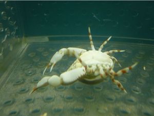 鈍額玉蟹 鈍額玉蟹