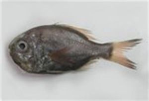 日本橋棘鯛 日本橋棘鯛