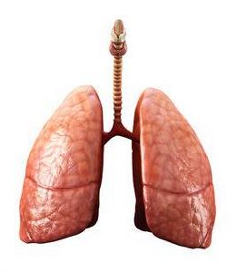 肺[人體器官]