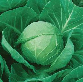 中甘21號 中甘21號