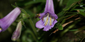 複葉唇柱苣苔 複葉唇柱苣苔