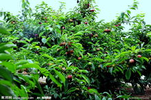 “三個一”歡樂農場