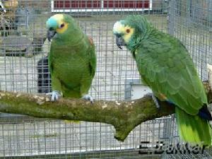 白頂亞馬遜鸚鵡