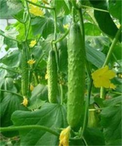 中農11號 中農11號