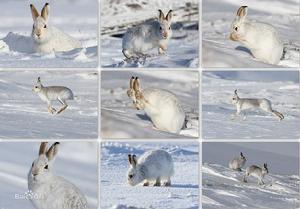 雪兔棲息