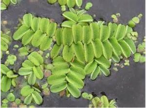 槐葉苹科 槐葉苹科