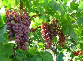 茶淀玫瑰香葡萄 茶淀玫瑰香葡萄