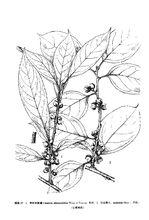 過山楓[過山楓]