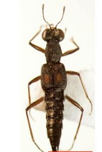 異突眼隱翅蟲 異突眼隱翅蟲