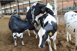 牛羊流產與死胎 牛羊流產與死胎