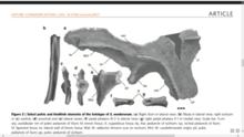 西雅茨龍的化石