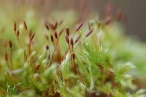 小葉平灰蘚 小葉平灰蘚