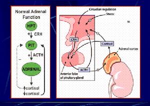 睪丸女性化綜合徵
