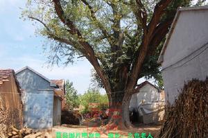 龐莊村千年銀杏樹