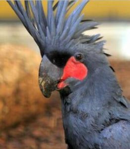 棕櫚巴丹鳳頭鸚鵡 棕櫚巴丹鳳頭鸚鵡