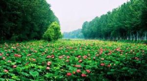 微山湖濕地紅荷旅遊區