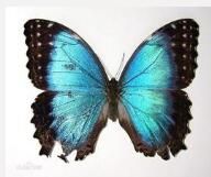 格拉納達閃蝶 格拉納達閃蝶