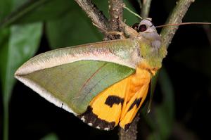 高羊茅貪葉夜蛾 高羊茅貪葉夜蛾