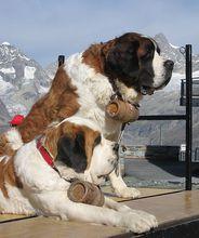 阿爾卑斯山搜救犬