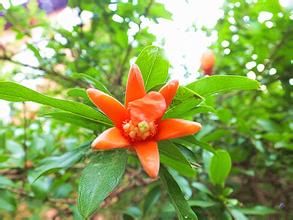 單葉異木患 單葉異木患