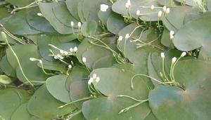 印度荇菜 印度荇菜