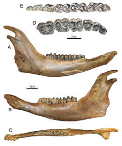 古中華野牛 古中華野牛