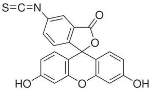 異硫氰酸螢光素