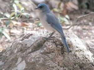 灰胸叢鴉墨西哥西南部亞種 灰胸叢鴉墨西哥西南部亞種