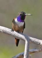 巴哈馬林星蜂鳥 巴哈馬林星蜂鳥