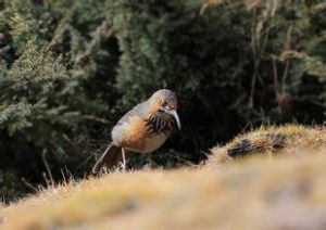 高原林(共鳥) 高原林(共鳥)