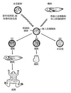 細胞脫核技術 細胞脫核技術