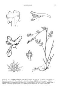 松潘黃堇 松潘黃堇